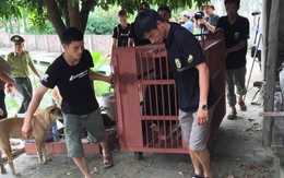 Giao 4 gấu ngựa cho Trung tâm cứu hộ gấu tại Tam Đảo