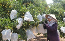 ​Hướng dẫn bao trái cho quả vải thiều xuất khẩu