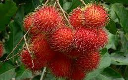 Làm du lịch ở "thủ phủ trái cây" như thế sao khá nổi?
