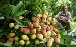 Trái vải Việt vất vả với vải Trung Quốc