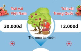 Trái vải Việt Nam và Trung Quốc - cuộc đua chưa cân sức