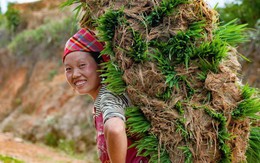 ​Cõng mạ