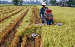 ​Sản lượng lúa vụ Đông Xuân giảm hơn 150.000 tấn