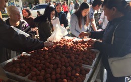 Hào hứng với trái vải VN tại Úc