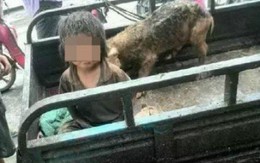 Bé trai Trung Quốc 7 tuổi bị sống chung với heo