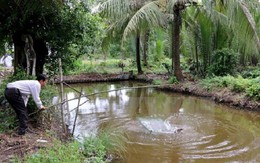 ​Tại Cà Mau, giá cá bống tượng giảm mạnh