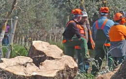 ​Italy tiếp tục chiến dịch ngăn chặn bệnh Xylella cho cây ôliu