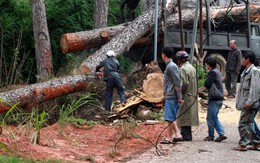 Gió giật mạnh, thông 40 năm tuổi gãy đổ