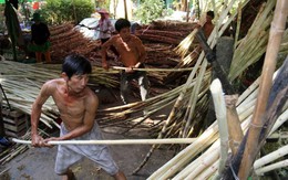 Cạo vỏ mía