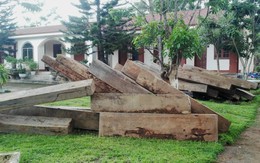 Phát hiện bãi gỗ lậu lớn sát biên giới Việt - Lào