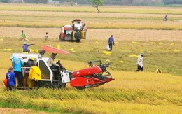 ​Tín hiệu tích cực của nông nghiệp Đồng bằng sông Cửu Long