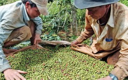 Nông sản, thực phẩm Nhật Bản  vào Việt Nam tăng nhanh