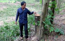 Đoạt mạng em họ vì tranh chấp gốc tràm