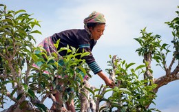 Hái chè tuyết