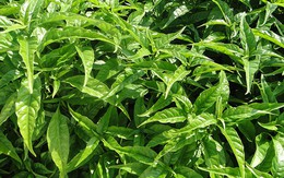 ​Trà Hoàn Ngọc - Thành tựu của nhà khoa học và doanh nghiệp