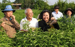 ​Cây hoàn ngọc 'lên đời' nhờ ứng dụng khoa học công nghệ