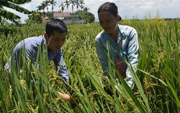 Ước mơ bác sĩ của “nông dân” và “mọt sách”