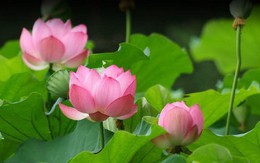 ​Thanh mát từ sen