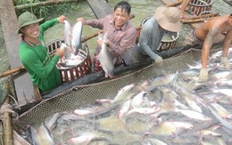 Chỉ số hạnh phúc và niềm tin vào cộng đồng đều giảm