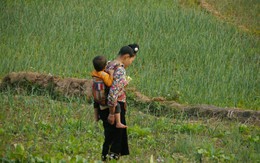Mùa hiếu đã về...