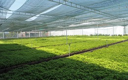 ​Cơ chế tác động của hoạt chất Lupeol