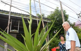 Hiếu kỳ xem cây kiểng trổ hoa, cao khác thường