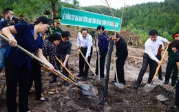 Trồng 103 cây hoa ban trong khu mộ Đại tướng Võ Nguyên Giáp