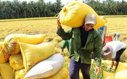 Khó tìm túi bao bì chân không cho gạo xuất khẩu
