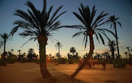 Du ngoạn trên lưng lạc đà ở Palm Grove