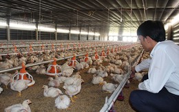 Ít hộ chăn nuôi tham gia  liên kết chuỗi
