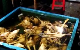 Lò giết gia cầm trái phép, "biến" da gà trắng thành vàng