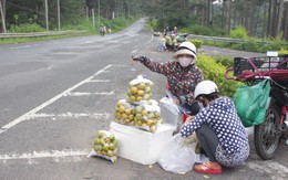 1kg hồng đặc sản Đà Lạt giá 2.000 đồng