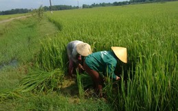 Đề nghị Chính phủ hỗ trợ nông dân vụ lúa không kết hạt
