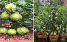 ​Thí điểm thành công giống ổi mới trồng trong chậu ra nhiều trái
