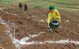 Trồng hoa tam giác mạch đón khách du lịch