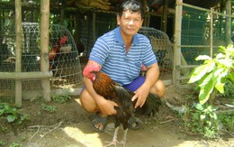 Đổ xô xem "gà trống ác" nuốt gà con như ăn giun