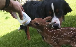 Cảm động hươu con quyến luyến không rời người cứu mình