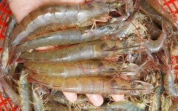 ​Tôm chân trắng Việt Nam được người Đức ưa chuộng