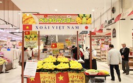 ​Xoài Cát Chu chính thức được bày bán tại thị trường Nhật Bản