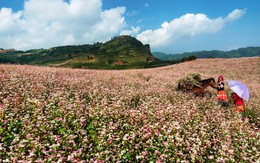 Giấc mơ hoa trên miền phên giậu...