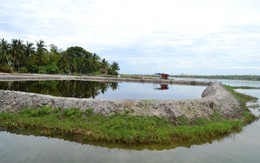 Thu hồi dự án “xin đầu tư sân chim để... nuôi tôm”