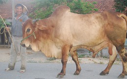 Lập “ngân hàng bê giống” cho người nghèo