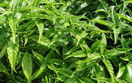 ​​Trà Hoàn Ngọc - vẻ đơn giản của dược liệu quý