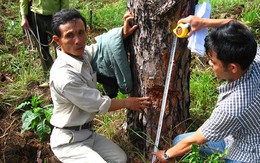 ​Điều tra chủ dự án rừng có dấu hiệu tiếp tay “lâm tặc”