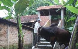 Bò ở... nhà lầu