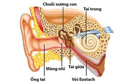 Có người nghe tiếng đàn bà rõ hơn tiếng đàn ông