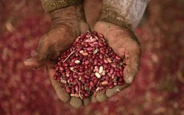 ​Các nước Trung Mỹ thử nghiệm giống đậu lai chịu được hạn hán