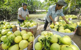 ​Sản lượng trái cây phục Tết Bính Thân có thể giảm mạnh
