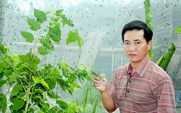 ​Thầy giáo và công trình không tưởng với ruồi lính đen