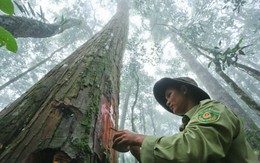 “Vương quốc” pơmu Chư Yang Nia